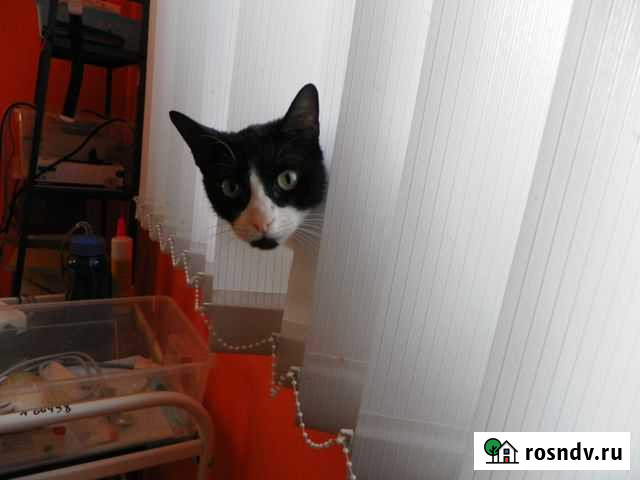 Тучка ищет хозяина Ковров - изображение 1