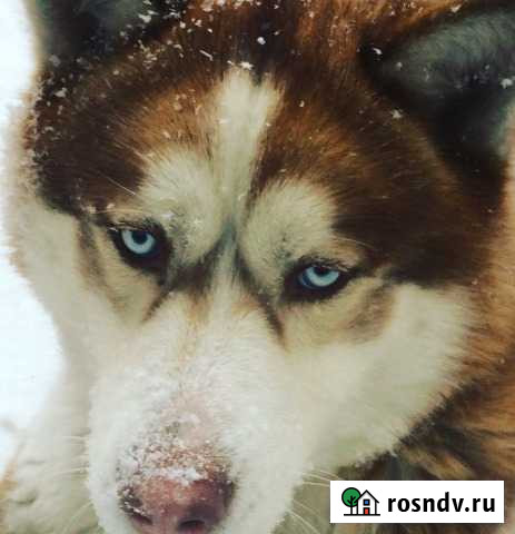 Сибирский хаски для вязки Иркутск - изображение 1