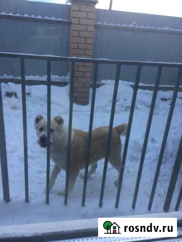 Случка Соликамск - изображение 1