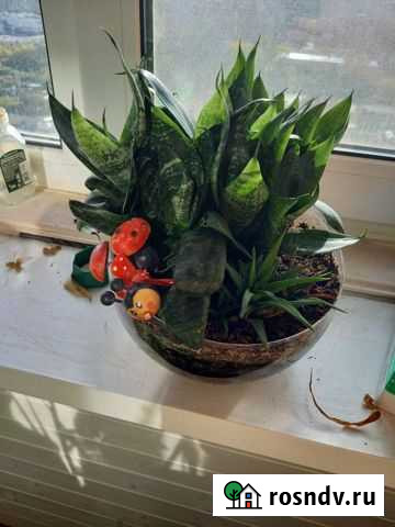 Флорариум Тюмень - изображение 1