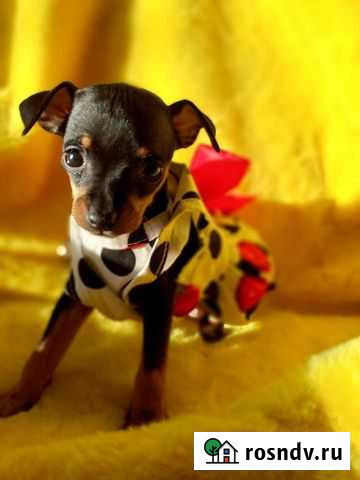 Девочка той-терьер Хабаровск - изображение 1