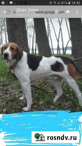 Собаки Куровское - изображение 1