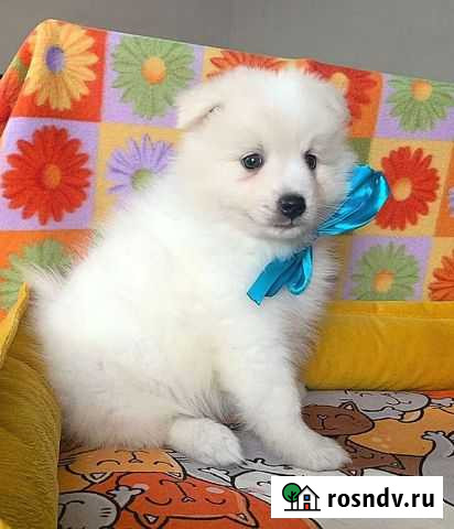 Японский шпиц Казань - изображение 1