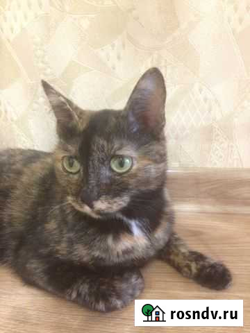 Кошечка Пятнашка в добрые руки Екатеринбург - изображение 1