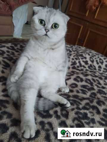 Шотландская вислоухая вязка Тверь - изображение 1