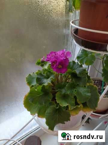 Примула домашняя Новосибирск - изображение 1