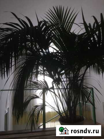 Продам пальму Ховея Тюмень - изображение 1