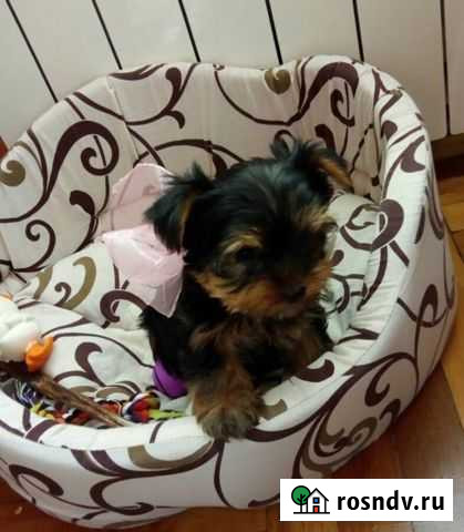 Ерики Воронеж - изображение 1