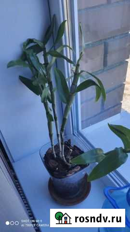 Орхидея дендрофаленопсис Благовещенск - изображение 1