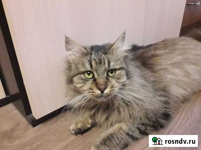 Сонька Смоленск - изображение 1