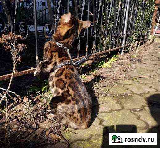 Бенгальская кошка Пластуновская
