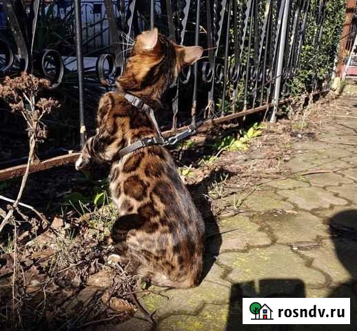 Бенгальская кошка Пластуновская - изображение 1