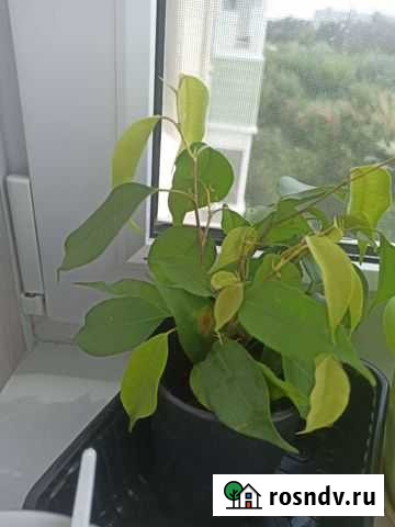 Фикус бенджамина Рязань - изображение 1