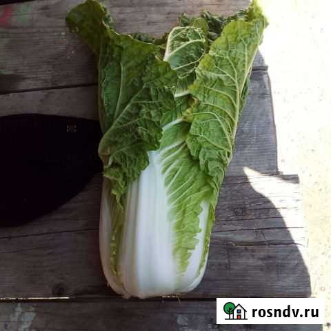 Пекинская капуста Гулькевичи - изображение 1
