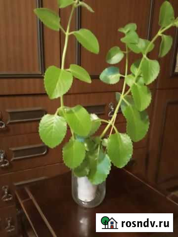 Мята комнатная Одинцово - изображение 1