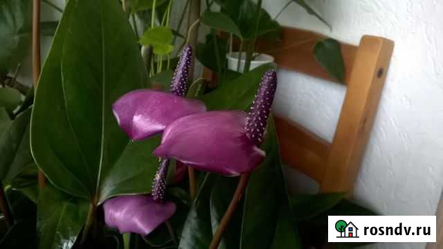 Антуриум Фиорино Богородицк - изображение 1