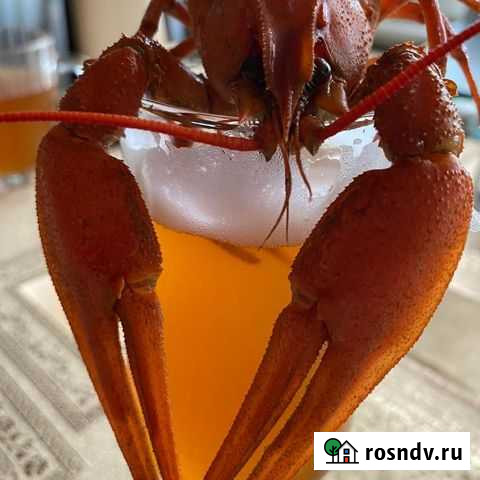 Раки Туапсе - изображение 1