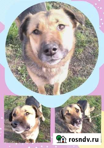 Собака в добрые руки Вологда - изображение 1