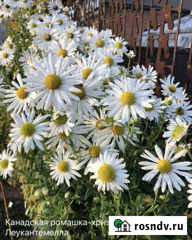 Цветы для дачи и сада на весну 2022 года, многолет Рязань - изображение 1