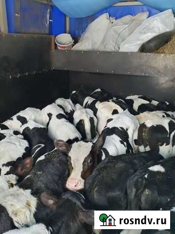 Бычки телята Пролетарск - изображение 1