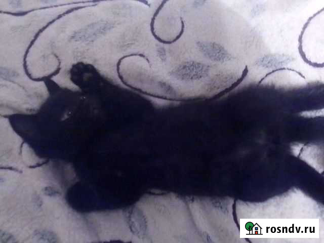 Котята Тамбов - изображение 1