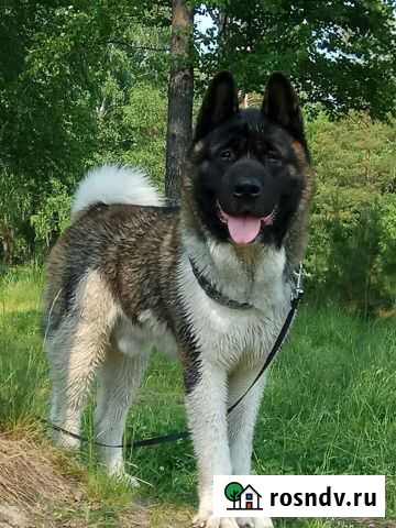 Вязка американская акита Нижний Тагил - изображение 1