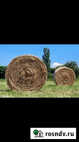 Солома в рулонах, овсянка Унеча - изображение 1