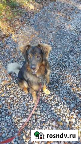 Собака в дрбрые руки Санкт-Петербург - изображение 1