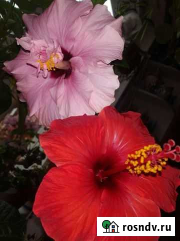 Гибискусы Тамбов - изображение 1
