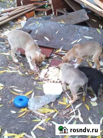 В добрые руки щенки Липецк - изображение 1