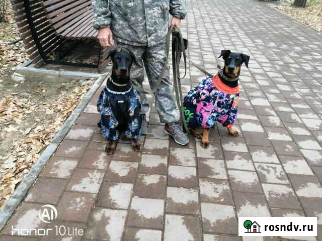 Щенки добермана Чита - изображение 1