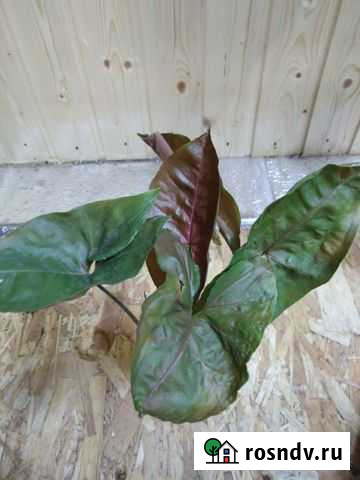 Сингониум Калуга - изображение 1