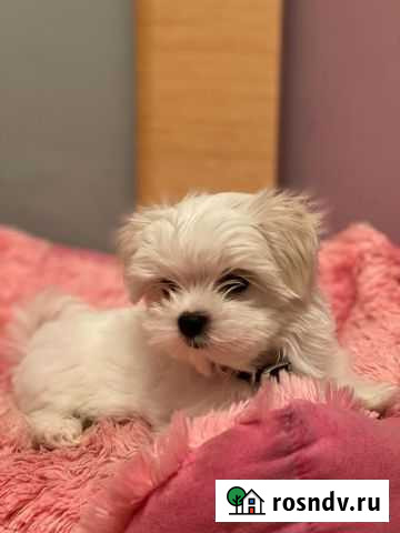 Болонки \ Мальтезе / Мальтийская болонка Воронеж - изображение 1