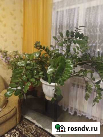 Цветы замиокулькас Воронеж - изображение 1