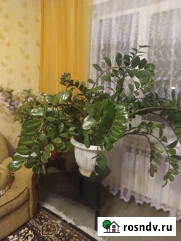 Цветы замиокулькас Воронеж - изображение 1