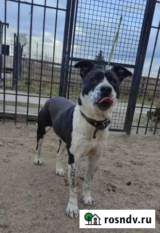 Стаффордширский терьер Черняховск - изображение 1