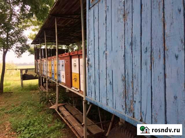 Продается пасека Новорождественская - изображение 1