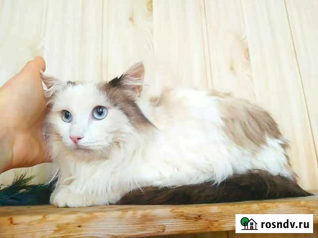 Красивый котик Альметьевск - изображение 1