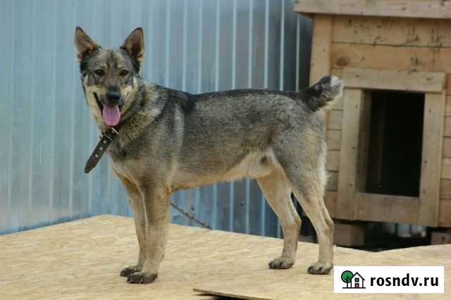 Собака Казань - изображение 1