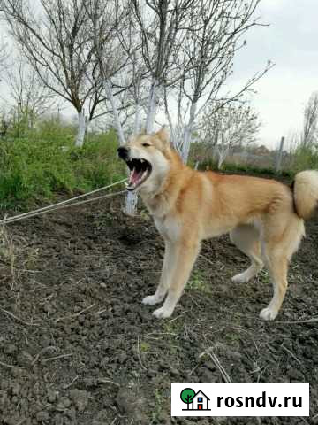 Лайка (Западно-сибирская) Славянск-на-Кубани - изображение 1