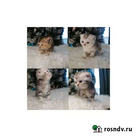 Шотландские котята Екатеринбург - изображение 1