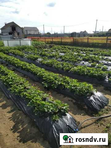 Рассада клубники Ангарск - изображение 1