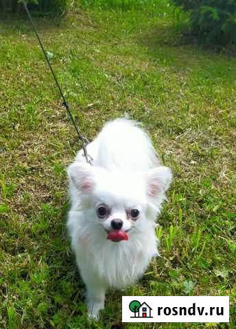 Вязка Чихуахуа Смоленск - изображение 1