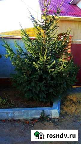 Елка Симферополь - изображение 1