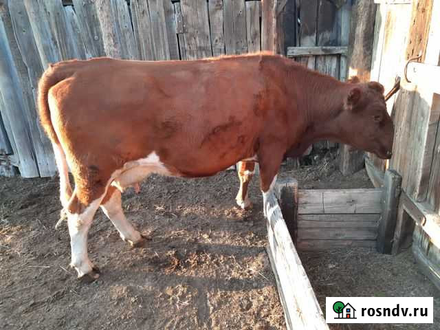 Продам корову Петровск-Забайкальский - изображение 1