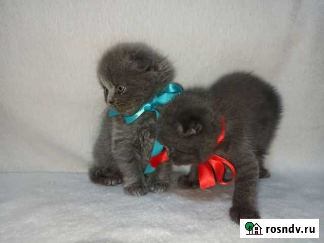 Котята Наро-Фоминск - изображение 1