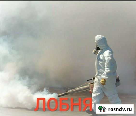 Уничтожение клопов, тараканов, клещей, насекомых Лобня - изображение 1