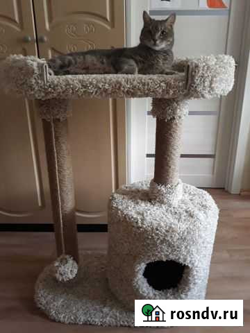 Когтеточка Тольятти - изображение 1