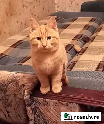Рыжий котенок 4 мес Дмитров - изображение 1