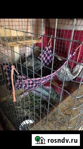 Шиншилла Нижний Тагил - изображение 1